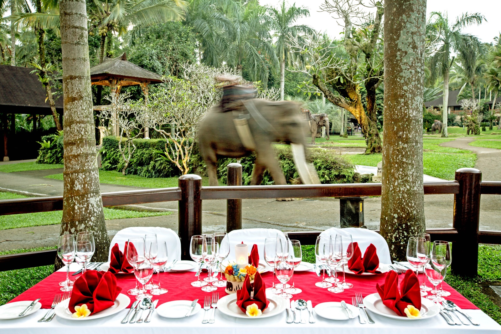mason-elephant-park-and-lodge-elephant-sanctuary